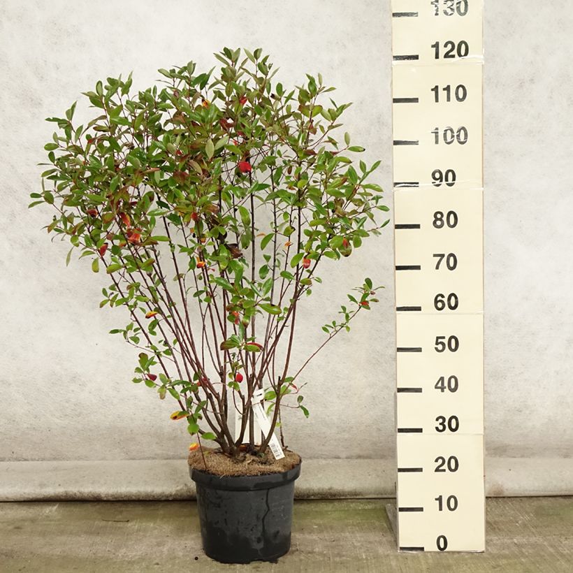 Esemplare di Aronia melanocarpa Professor Ed - Aronia nera Vaso da 7,5L/10L consegnato in estate