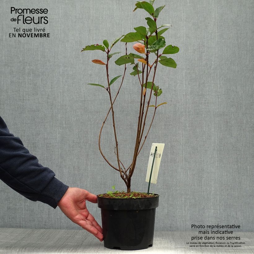 Esemplare di Aronia prunifolia Aron Vaso da 2L/3L come consegnato in autunno