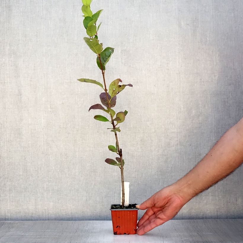 Esemplare di Aronia x prunifolia Viking - Aronia Vasetto da 7/8 cm consegnato in estate