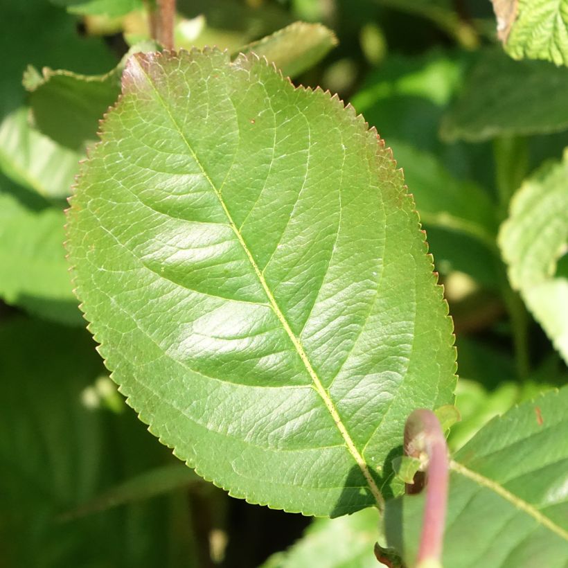 Aronia x prunifolia - Aronia (Fogliame)