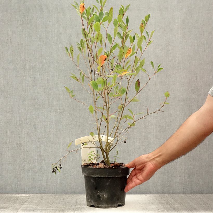 Esemplare di Aronia melanocarpa Hugin - Aronia nera Vaso da 2L/3L consegnato in estate