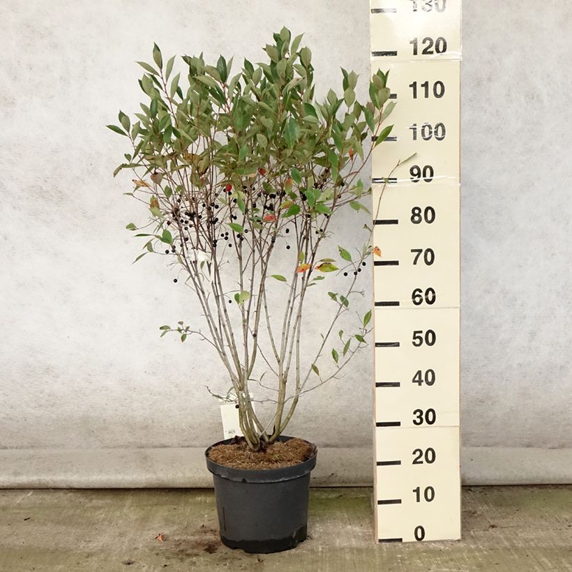 Esemplare di Aronia melanocarpa Hugin - Aronia nera Vaso da 7,5L/10L consegnato in estate