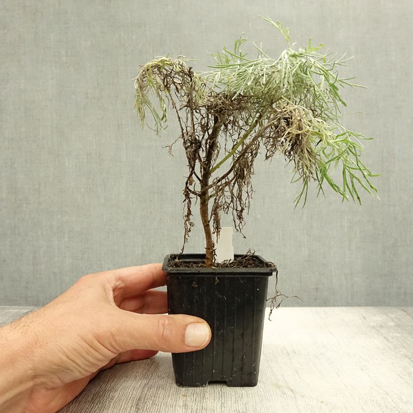 Esemplare di Artemisia mauiensis Makana Silver Vasetto da 8/9 cm come consegnato in autunno