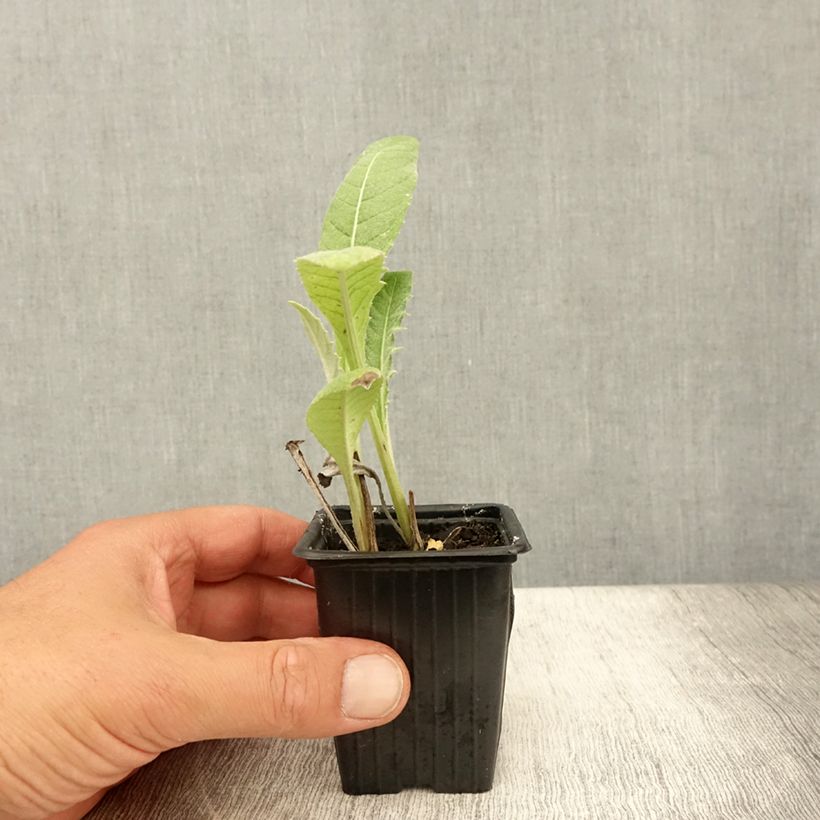 Esemplare di Carciofo Verde di Laon (piante) Vasetto da 7/8 cm consegnato in estate