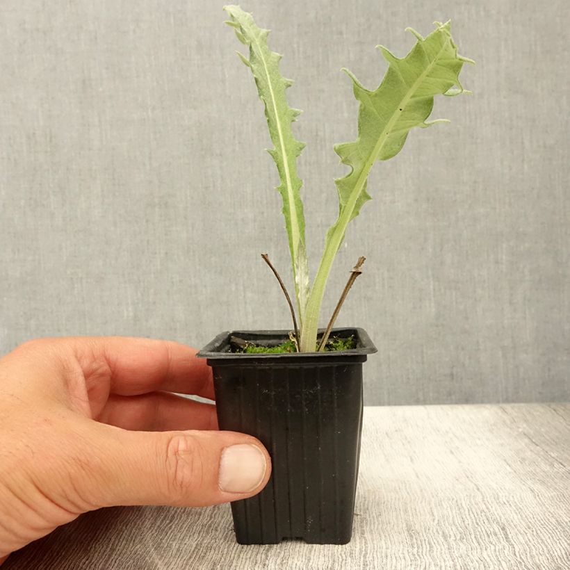 Esemplare di Carciofo Violetto di Provenza (in vasetto) Vasetto da 7/8 cm consegnato in estate