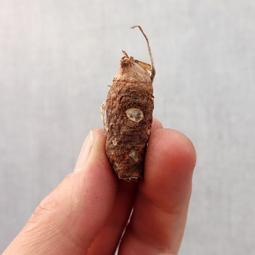 Arum italicum Marmoratum - Gìgaro chiaro Bulbo taglia 6+ esemplare consegnato in primavera