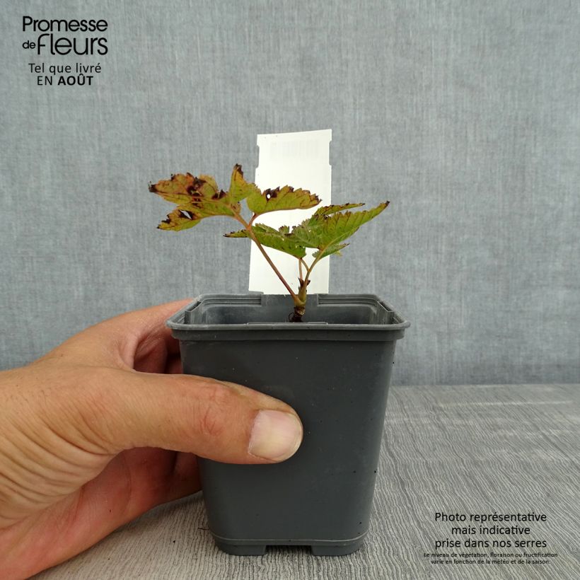 Esemplare di Aruncus dioicus var. kamtschaticus - Barba di capra Vasetto da 8/9 cm consegnato in estate
