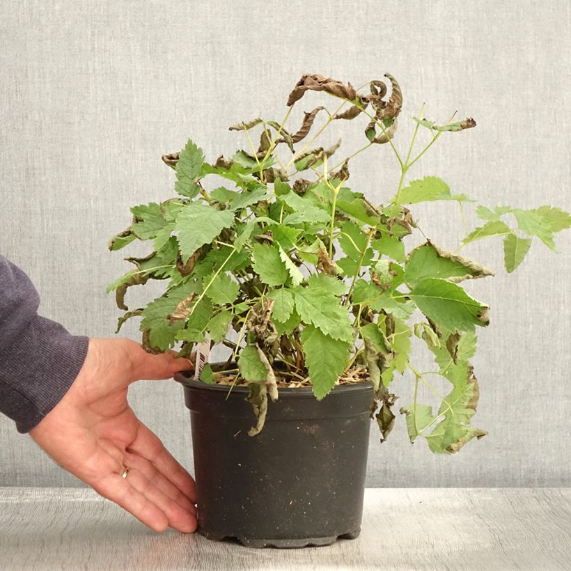 Esemplare di Aruncus dioicus sylvestris - Barba di capra Vaso da 2L/3L come consegnato in autunno