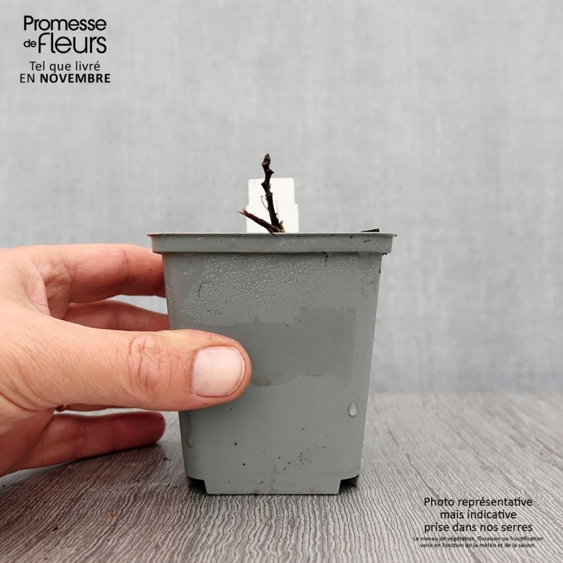 Esemplare di Aruncus sinensis Zweiweltenkind - Barba di capra Vasetto da 8/9 cm come consegnato in autunno