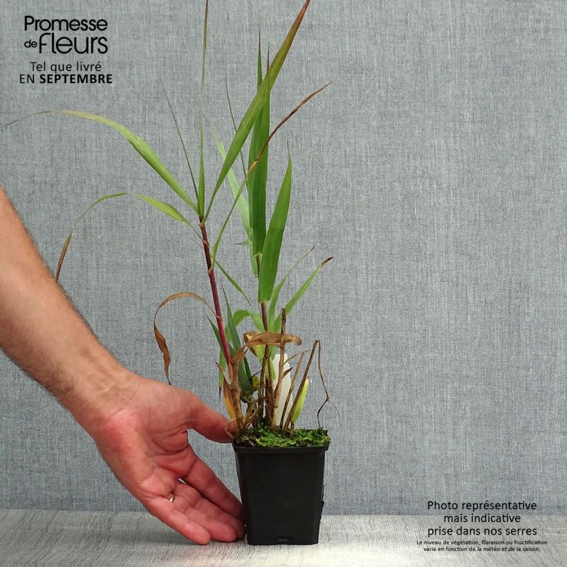 Esemplare di Arundo donax - Canna comune Vasetto da 8/9 cm consegnato in estate