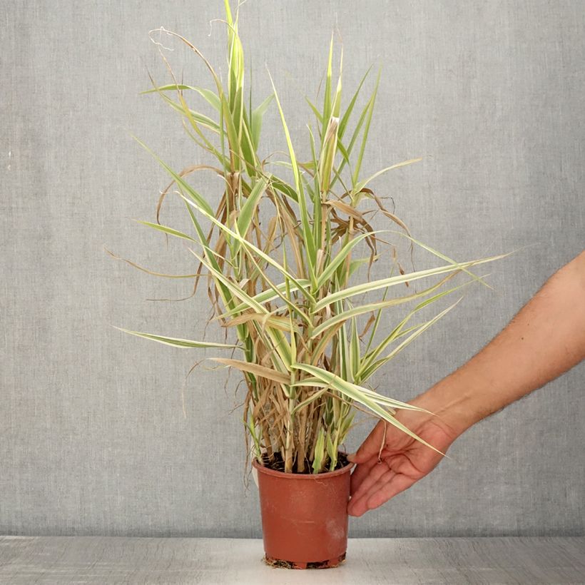 Esemplare di Arundo donax Ely - Canna comune Vaso da 1L/1,5L consegnato in estate