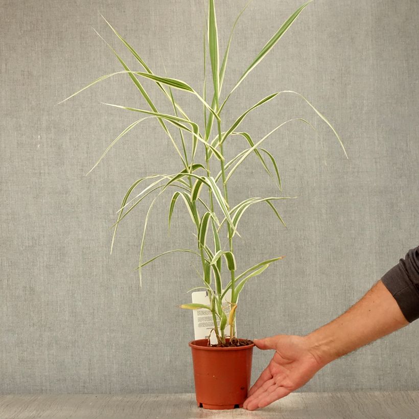Esemplare di Arundo donax Versicolor - Canna comune Vaso da 1L/1,5L consegnato in estate