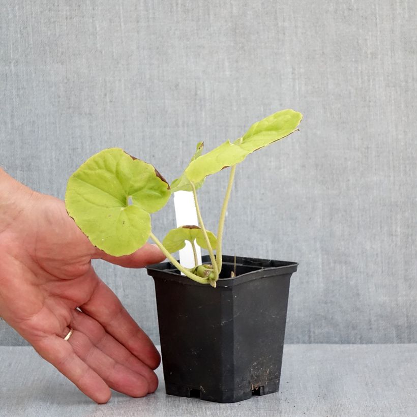 Esemplare di Asarum canadense - Asaro del Canadà Vasetto da 8/9 cm consegnato in estate