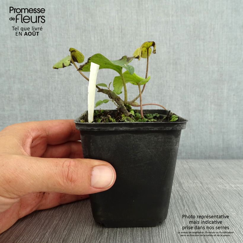 Esemplare di Asarum caudatum - Asaro Vasetto da 8/9 cm consegnato in estate