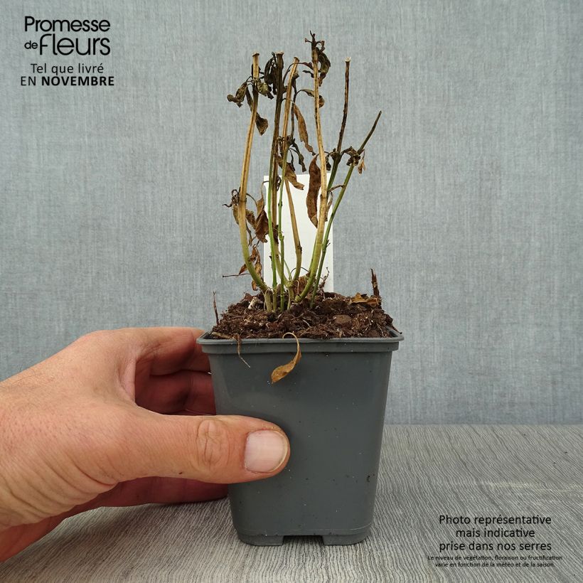 Esemplare di Asclepias curassavica - Asclepiade di Cuaraçao Vasetto da 8/9 cm come consegnato in autunno