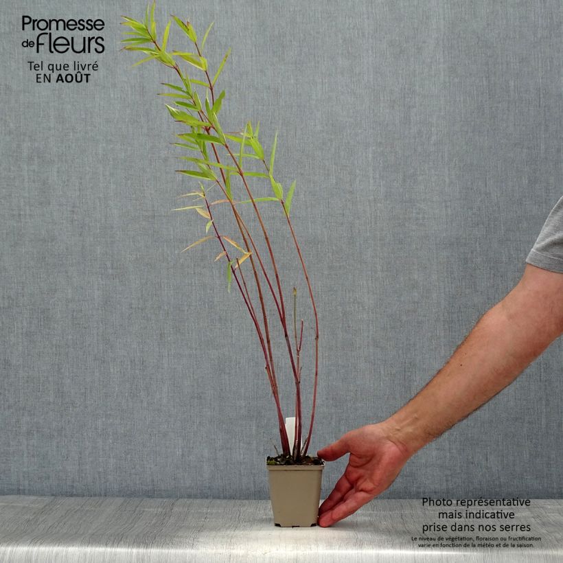 Esemplare di Asclepias speciosa Vasetto da 8/9 cm consegnato in estate