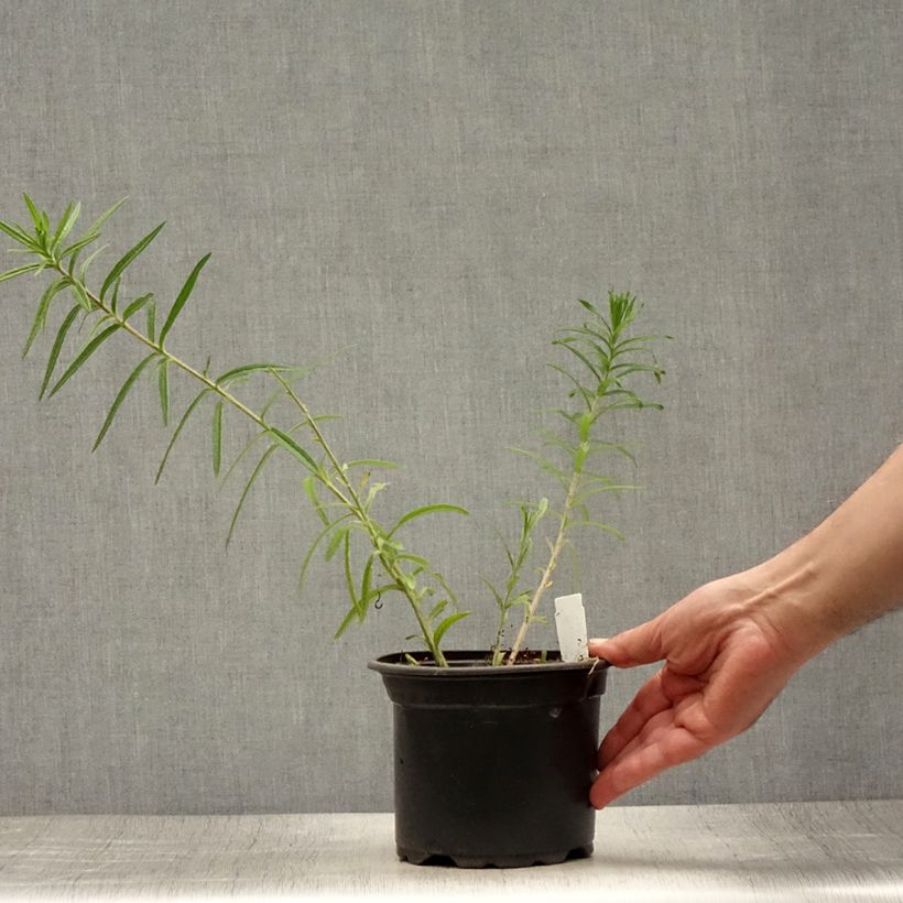 Esemplare di Asclepias tuberosa Vaso da 2L/3L consegnato in estate