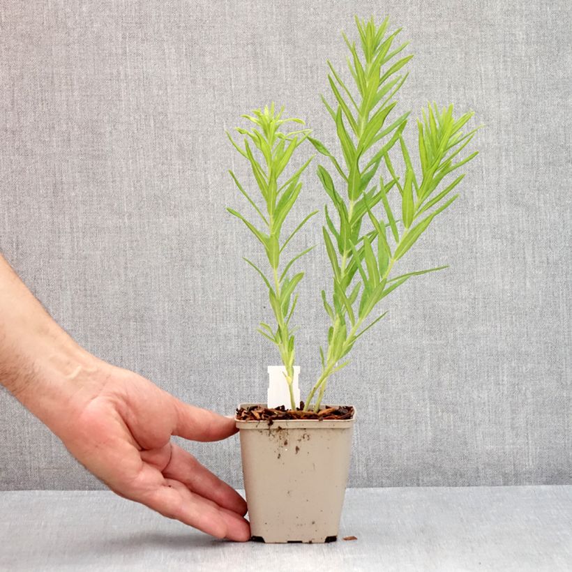 Esemplare di Asclepias tuberosa Jaune - Erba delle farfalle Vasetto da 8/9 cm consegnato in estate
