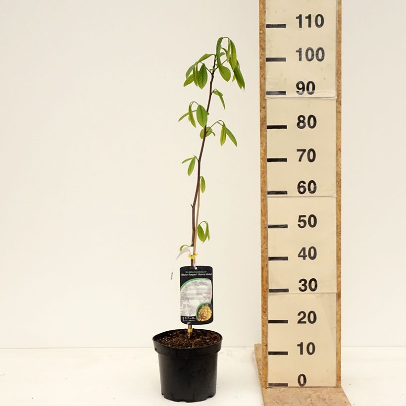 Asimina triloba Shenandoah - Asimina Vaso da 4L/5L esemplare consegnato in primavera