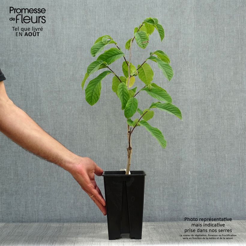 Esemplare di Asimina triloba Susquehanna Peterson Pawpaws - Asimina Vaso da 3L/4L consegnato in estate
