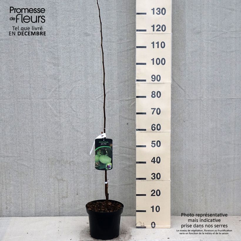 Esemplare di Asimina triloba Wells - Asimina Vaso da 4L/5L come consegnato in autunno