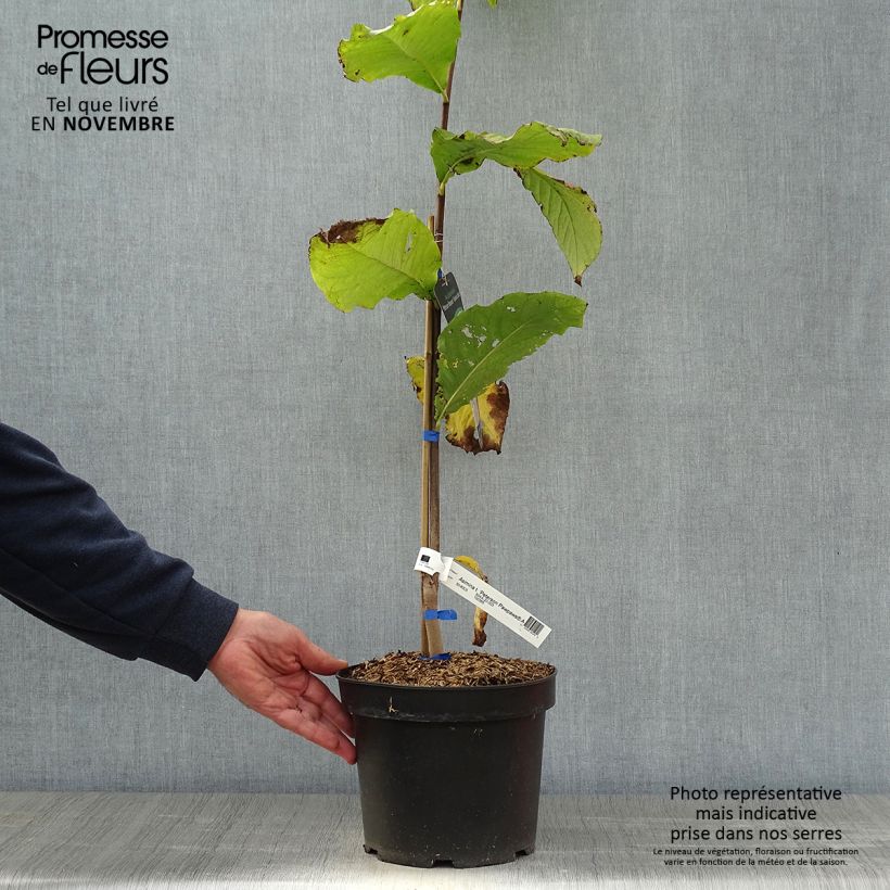Esemplare di Asimina triloba Allegheny - Asimina Vaso da 3L/4L come consegnato in autunno