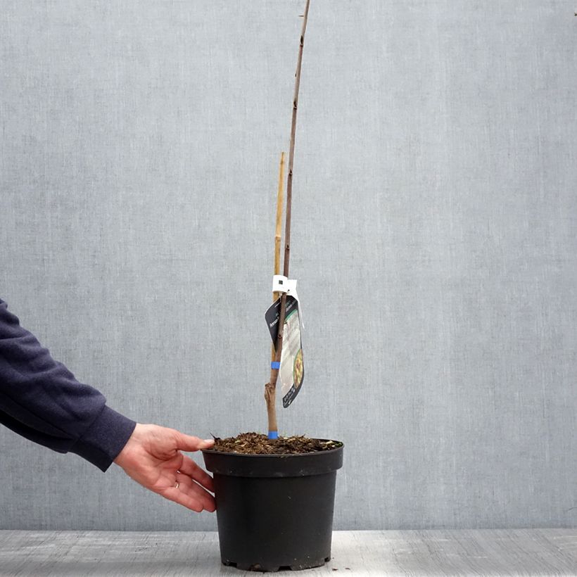 Asimina triloba Allegheny - Asimina Vaso da 4L/5L esemplare consegnato in primavera