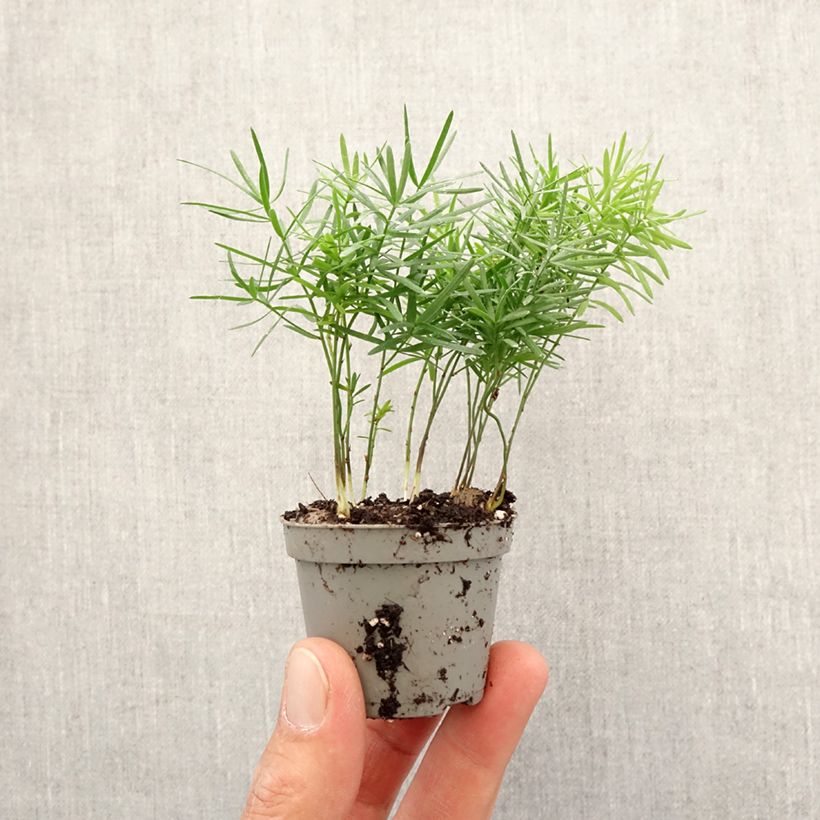 Asparagus sprengeri - Asperge de Sprenger - Motte 5 cm x 7 cm esemplare consegnato in primavera