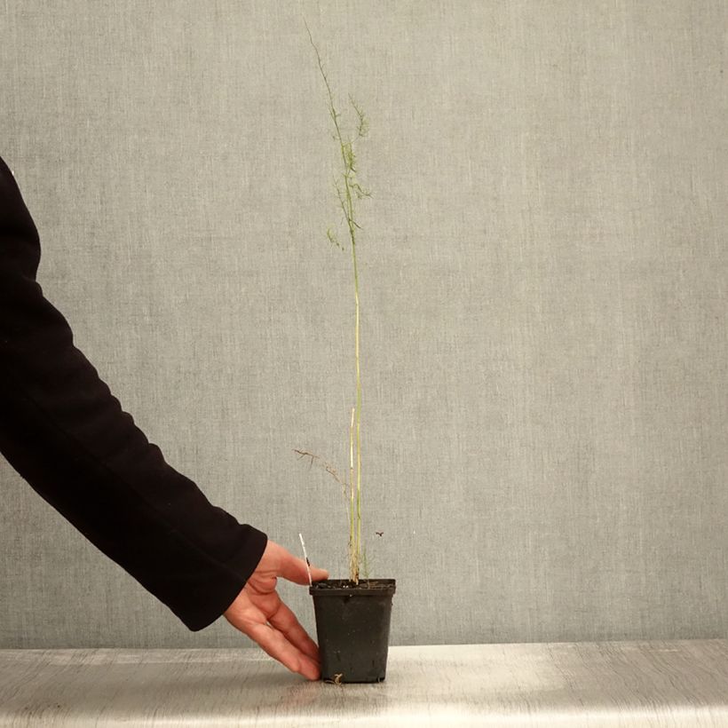 Esemplare di Asparago comune (in vasetto) Vasetto da 8/9 cm come consegnato in autunno