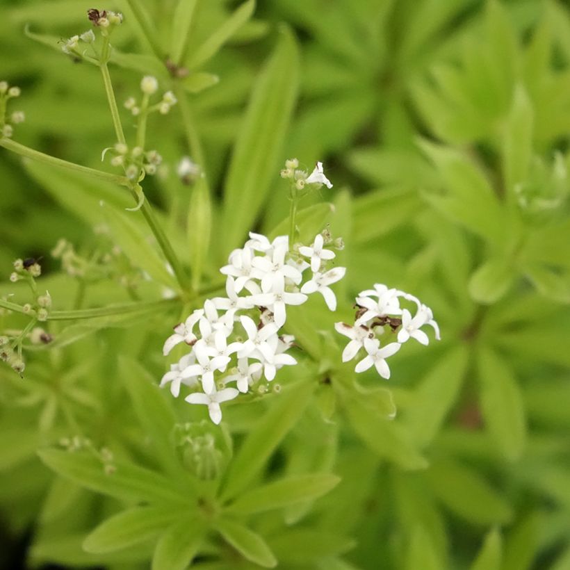 Galium odoratum - Asperula (Fioritura)