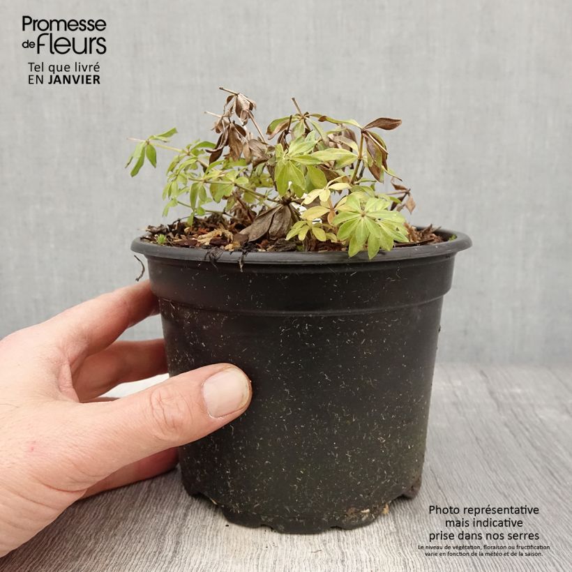 Galium odoratum - Asperula Vaso da 2L/3L esemplare consegnato in inverno
