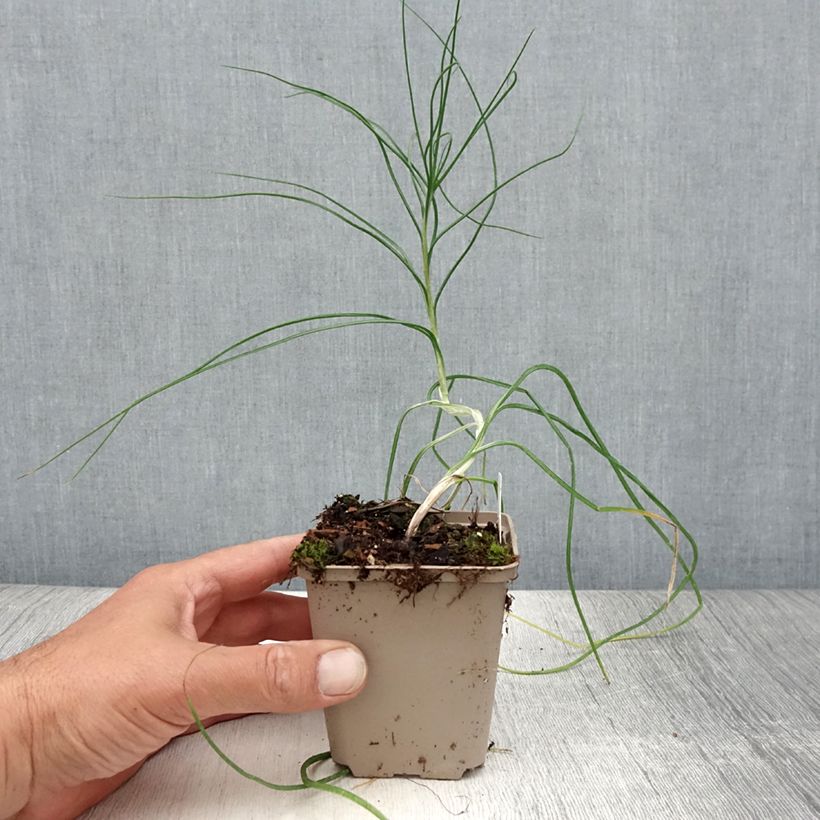 Esemplare di Asphodeline liburnica - Asfodelo della Liburnia Vasetto da 8/9 cm consegnato in estate