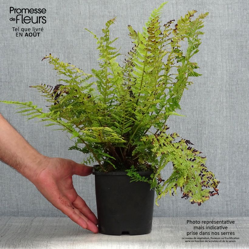 Esemplare di Polystichum setiferum Congestum - Felce setifera Vaso da 2L/3L consegnato in estate