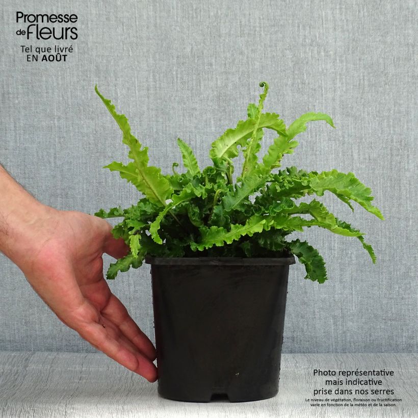 Esemplare di Phyllitis scolopendrium Angustifolia - Asplenio Vaso da 2L/3L consegnato in estate