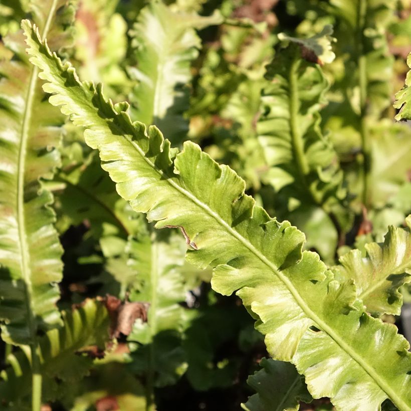 Phyllitis scolopendrium Angustifolia - Asplenio (Fogliame)