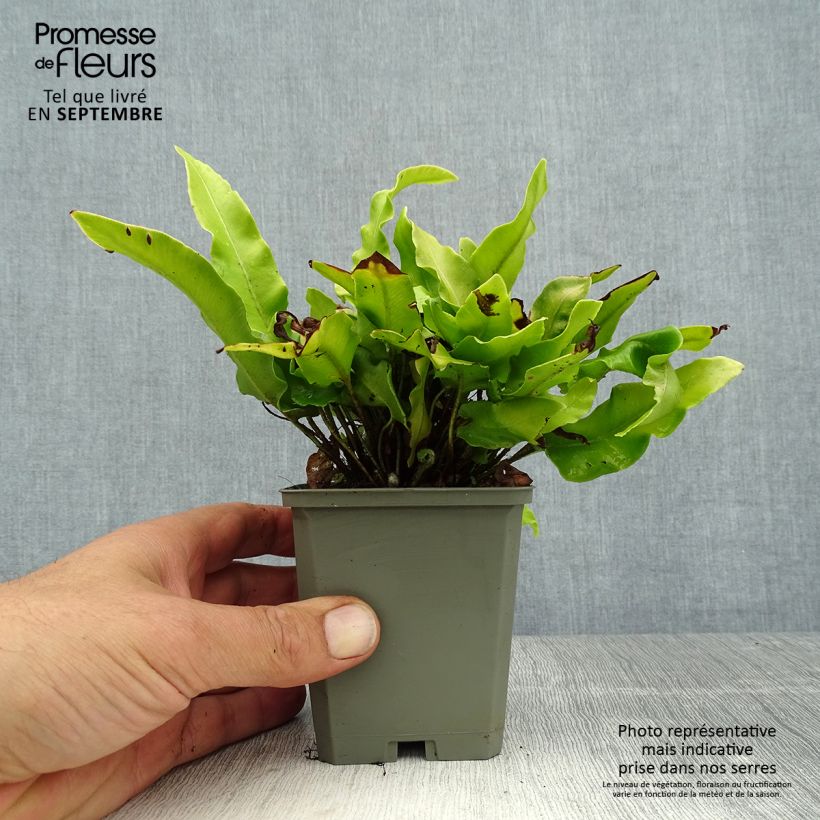 Esemplare di Asplenium scolopendrium Undulatum Angustatum - Lingua di cervo Vasetto da 8/9 cm consegnato in estate