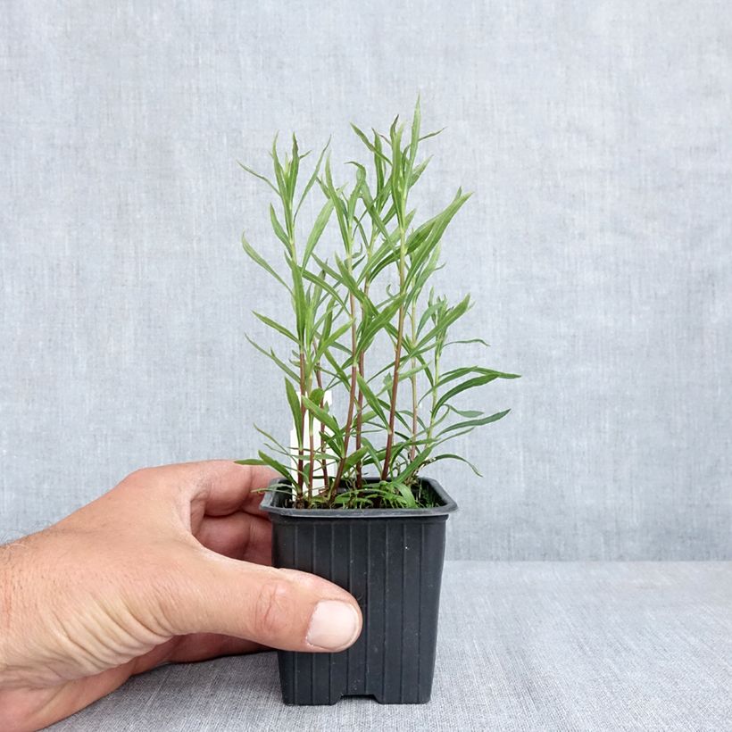 Aster linariifolius Vasetto da 8/9 cm esemplare consegnato in primavera