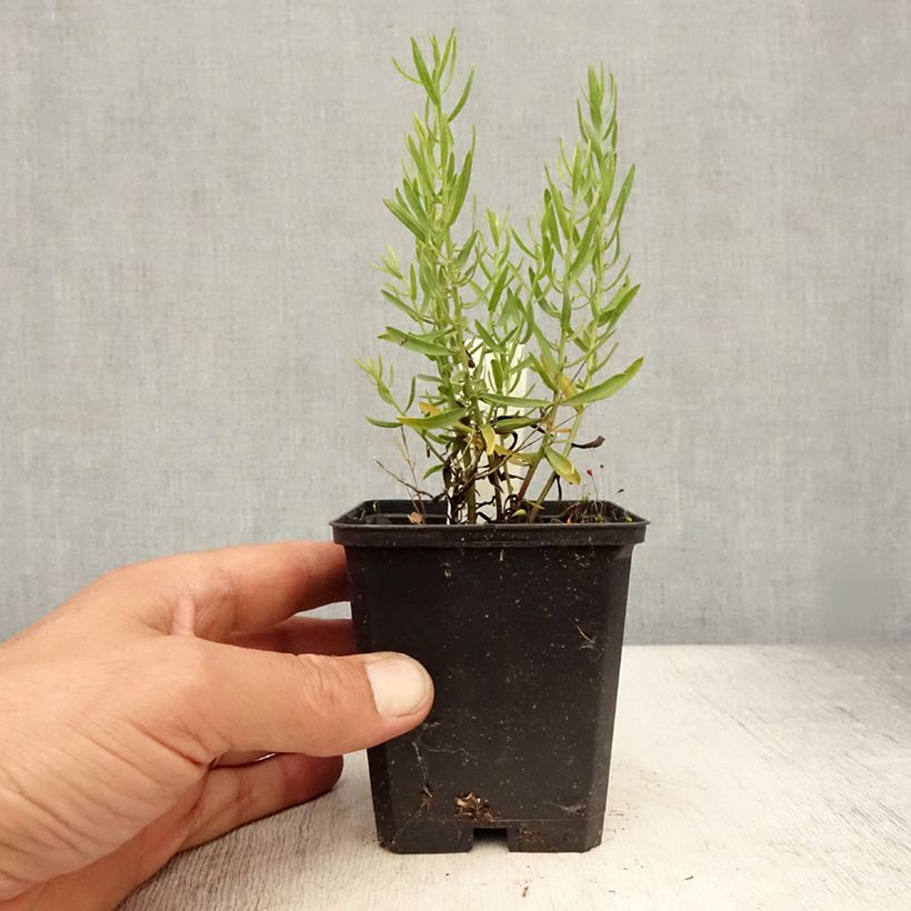 Esemplare di Aster sedifolius Vasetto da 8/9 cm consegnato in estate