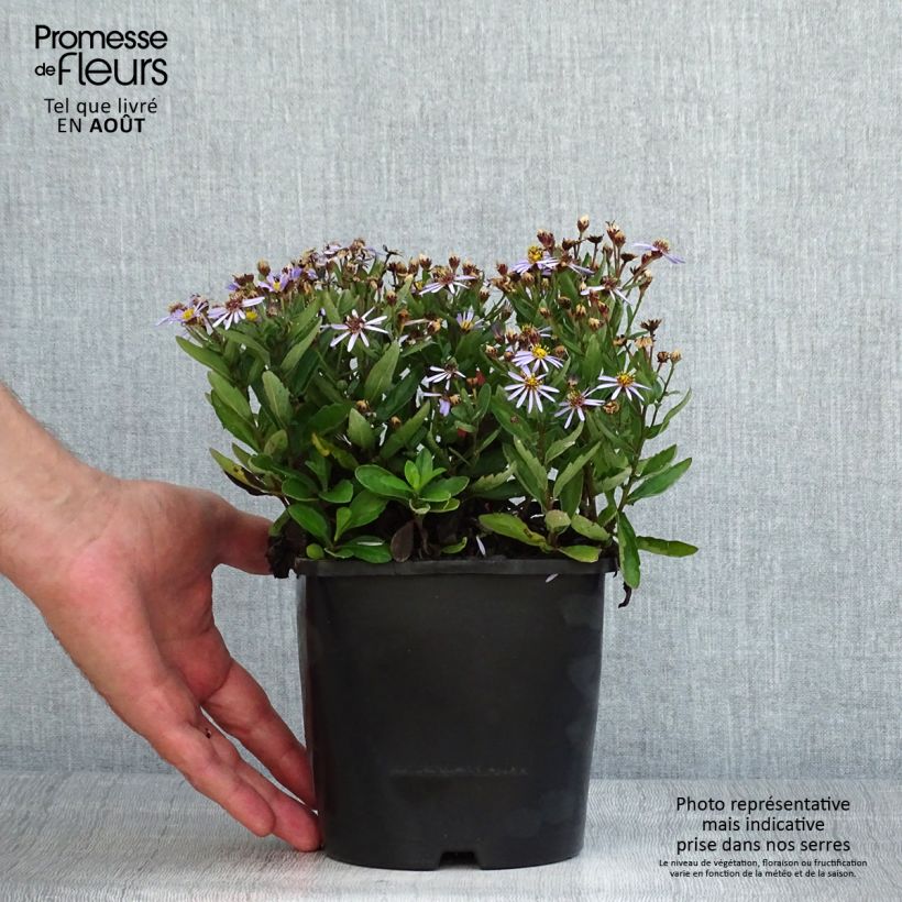 Esemplare di Aster ageratoides Adustus Nanus Vaso da 1,5L/2L consegnato in estate