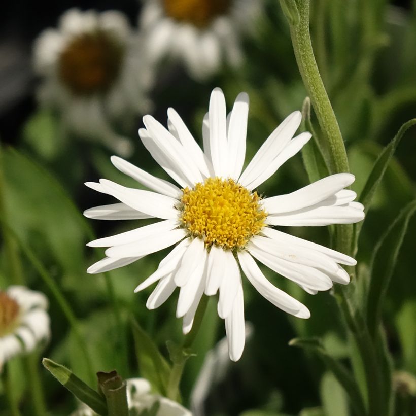 Aster alpinus Albus - Astro alpino (Fioritura)