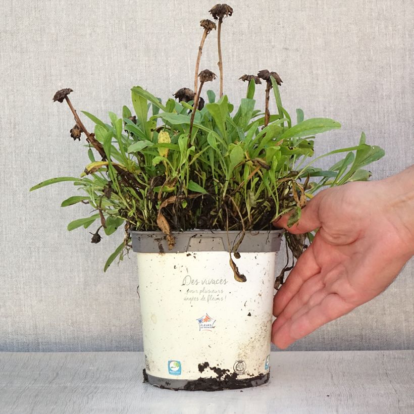 Esemplare di Aster alpinus Albus - Astro alpino Vaso da 2L/3L consegnato in estate