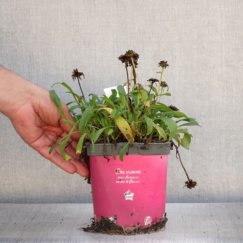 Esemplare di Aster alpinus Happy End - Astro alpino Vaso da 2L/3L consegnato in estate