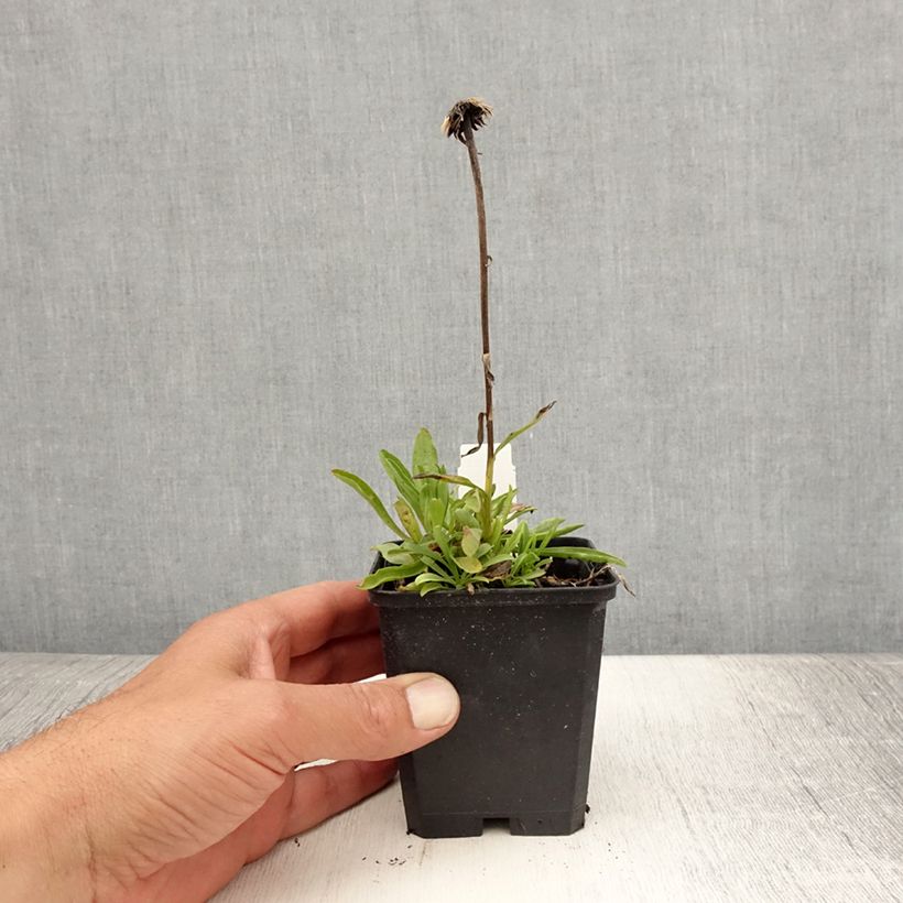 Esemplare di Aster alpinus Pinkie - Astro alpino Vasetto da 8/9 cm consegnato in estate
