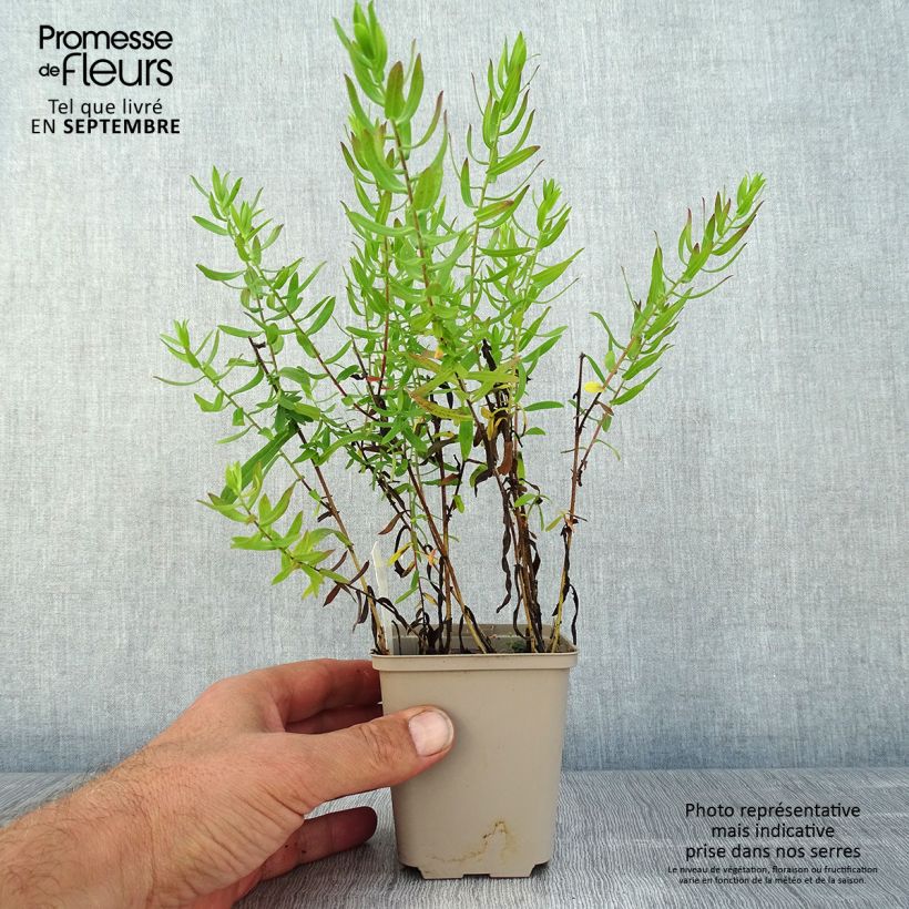 Esemplare di Aster amethystinus Kylie Vasetto da 8/9 cm consegnato in estate