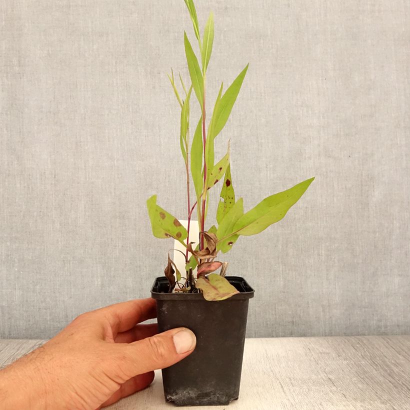 Esemplare di Aster azureus Vasetto da 8/9 cm consegnato in estate