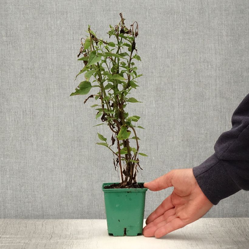 Esemplare di Aster cordifolius Blutenregen Vasetto da 8/9 cm consegnato in estate