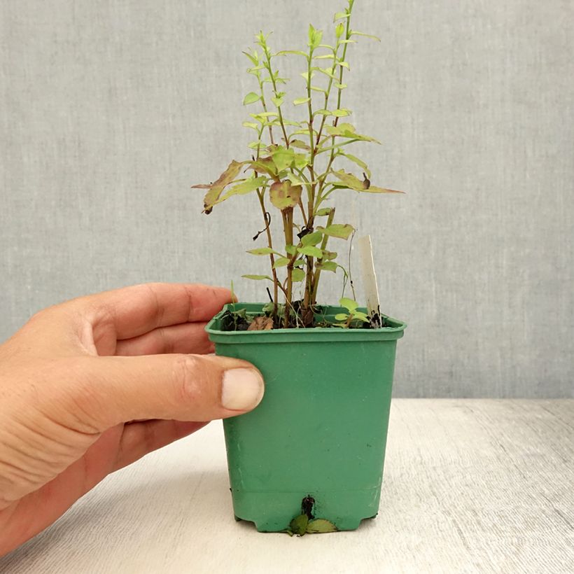 Esemplare di Aster cordifolius Idéal Vasetto da 8/9 cm consegnato in estate
