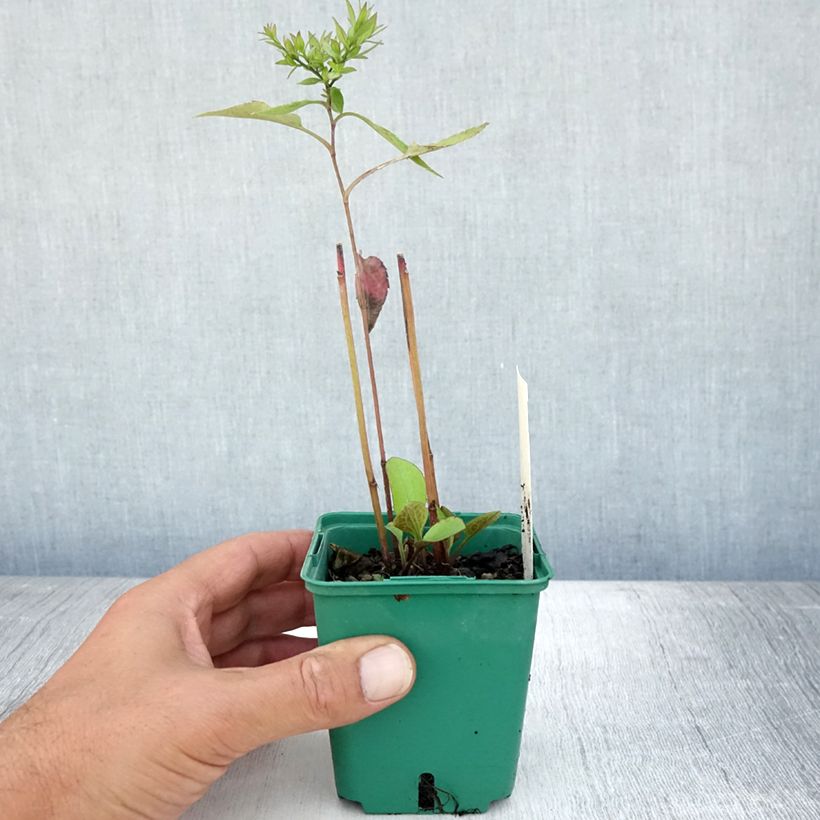 Esemplare di Aster cordifolius Little Carlow Vasetto da 8/9 cm consegnato in estate