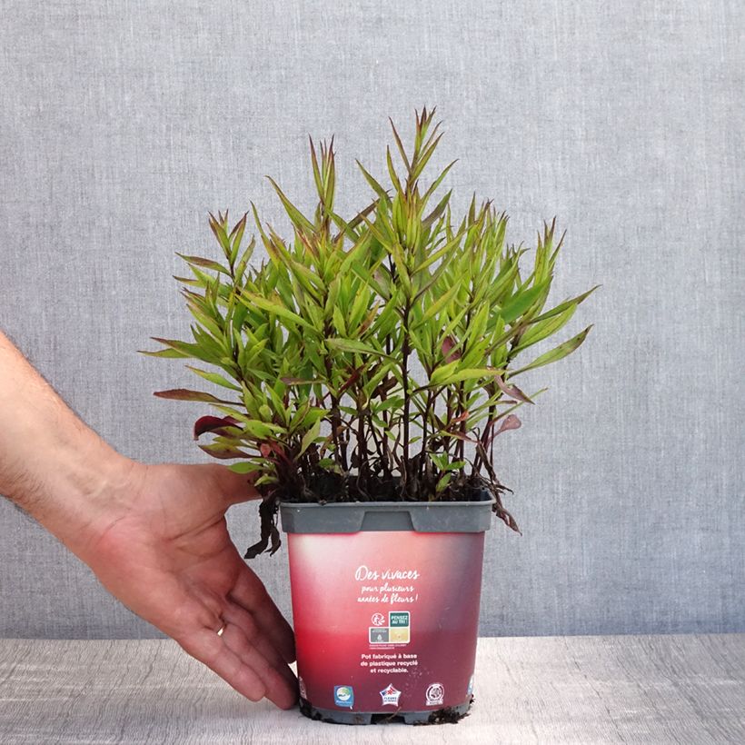 Esemplare di Aster dumosus Bahamas Vaso da 2L/3L consegnato in estate