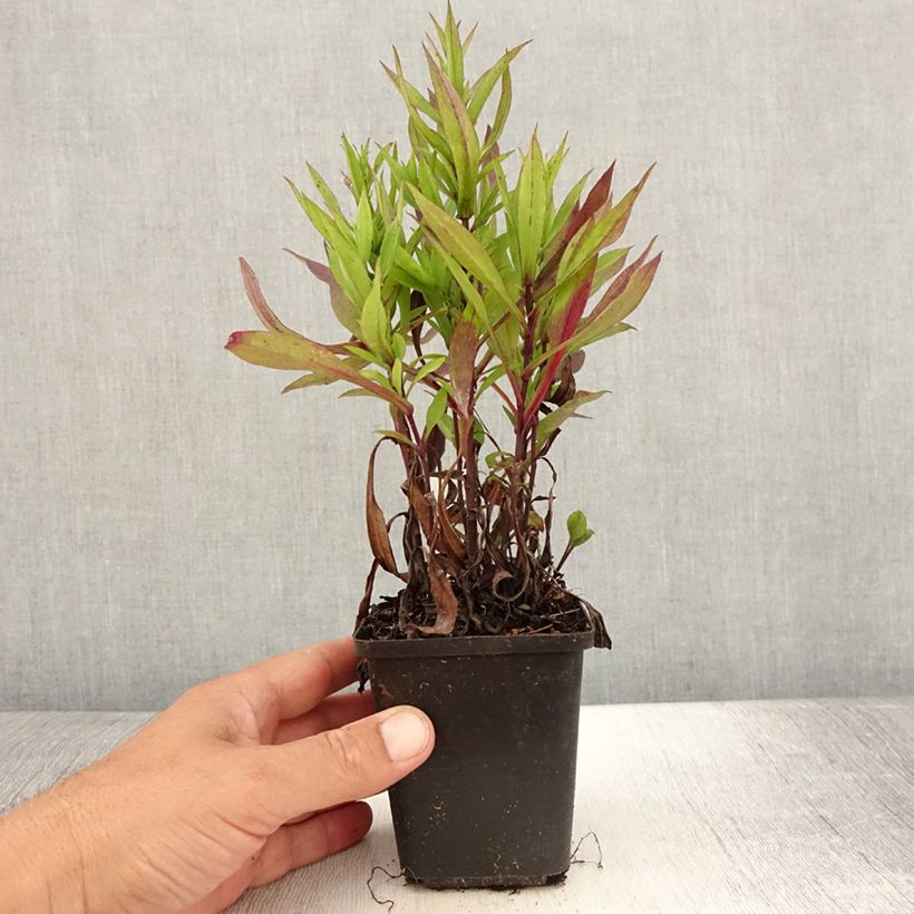 Esemplare di Aster dumosus Samoa Vasetto da 8/9 cm consegnato in estate